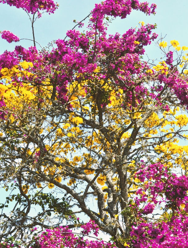 MISTURA DE CORES E FLORES