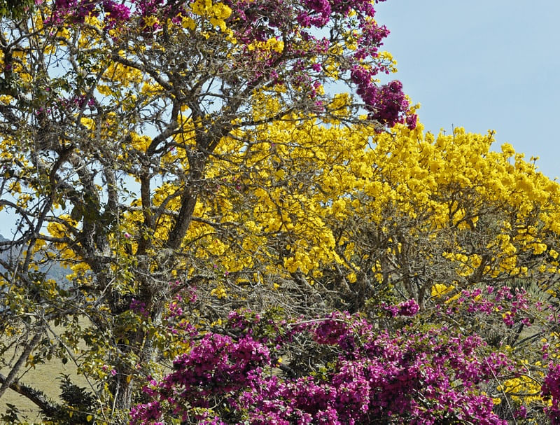 MISTURA DE FLORES