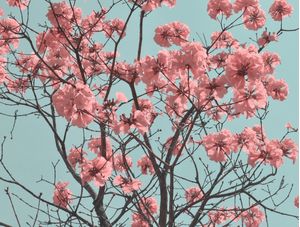 FLORES DO IPÊ