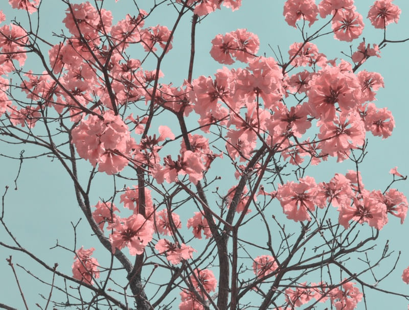 FLORES DO IPÊ