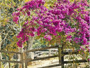 FLORES DE PRIMAVERA