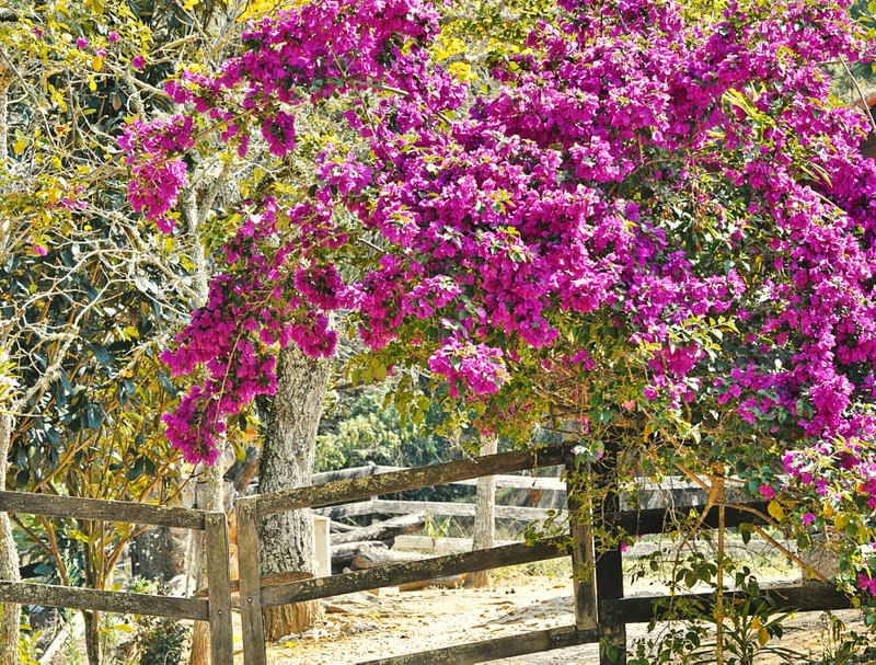 FLORES DE PRIMAVERA