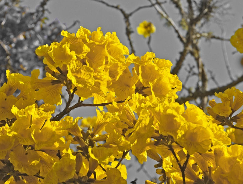 FLORES IPÊ 03