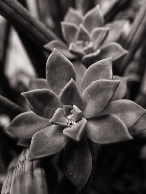 SUCULENTA E GOTA