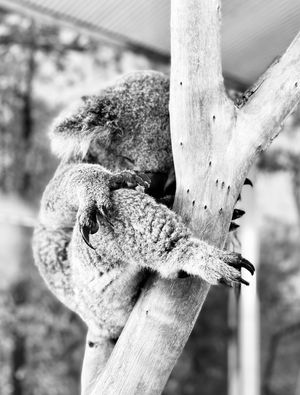 SLEEPING KOALA