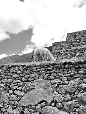 LHAMA IN MACHU PICCHU