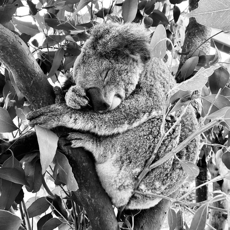 KOALA WITH EUCALYPTUS