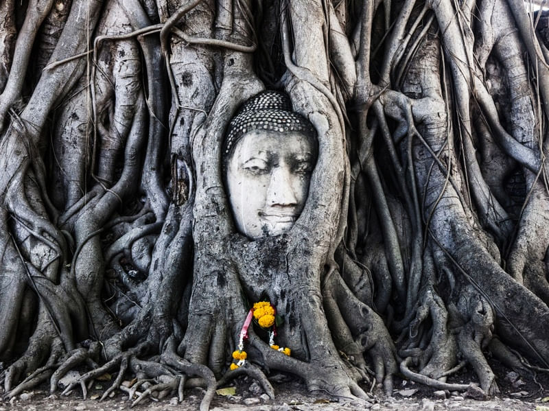BUDA NAS RAIZES