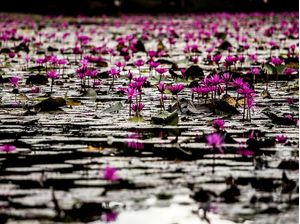 FLOR DE LÓTUS NO TEMPLO BUDISTA