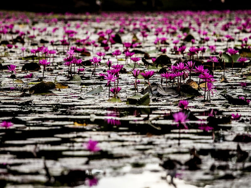 FLOR DE LÓTUS NO TEMPLO BUDISTA