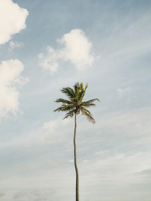 O COQUEIRO SOLITÁRIO