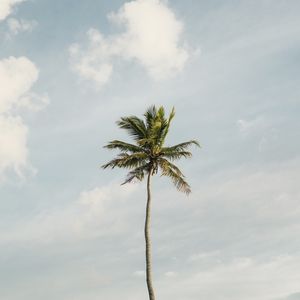 O COQUEIRO SOLITÁRIO (QUADRADO)