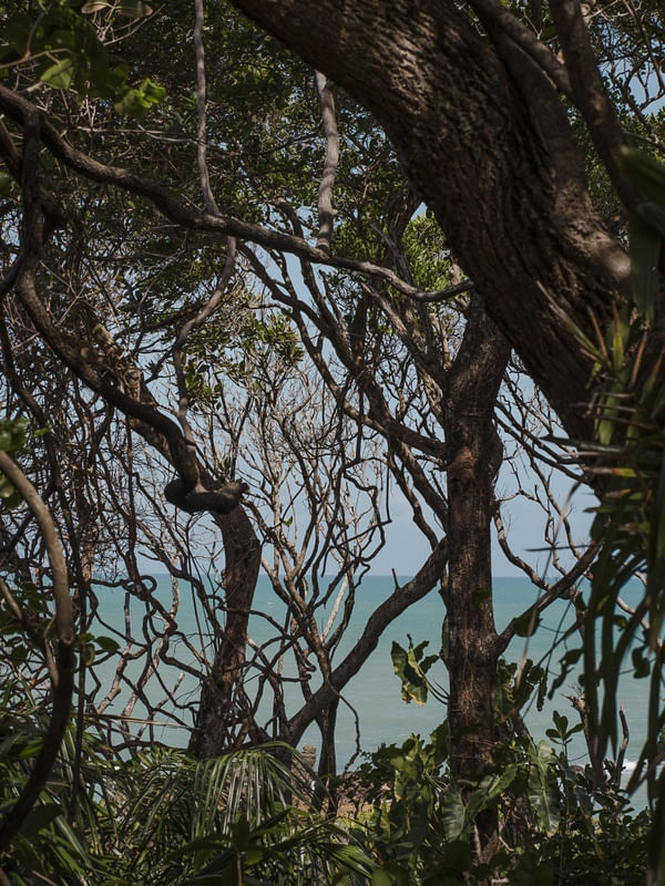 FLORESTA NO MAR