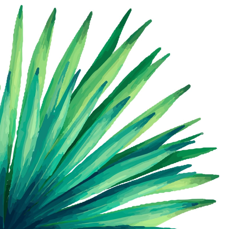 HIB_LEAF_1