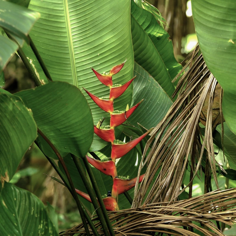 _COISAS DA NATUREZA_