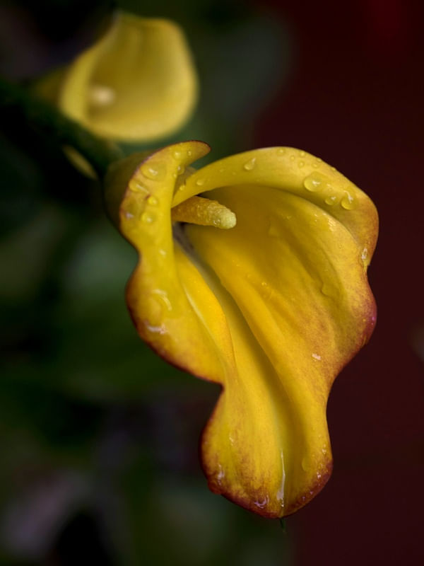 CALLA