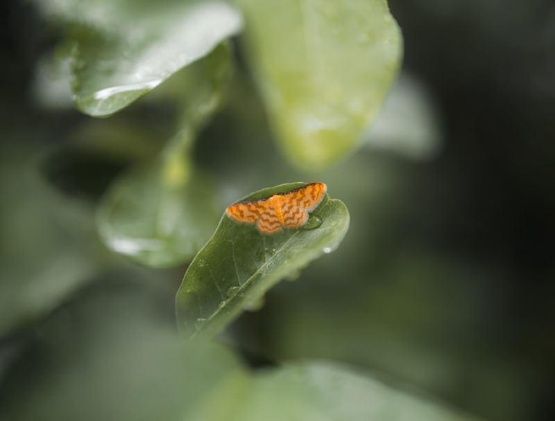 BORBOLETA NO CAPIM