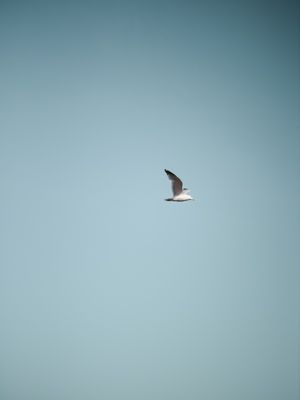 LIBERDADE VOADORA