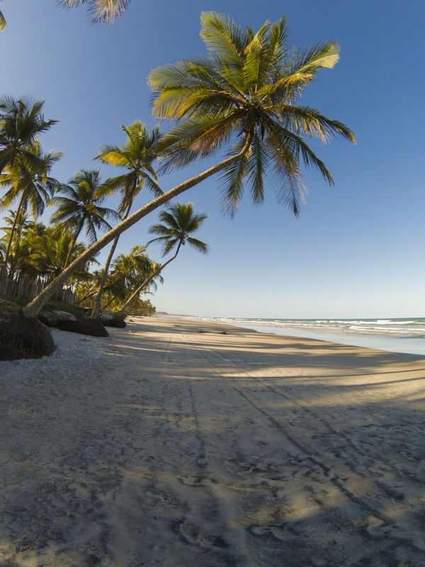 PRAIA COM COQUEIROS
