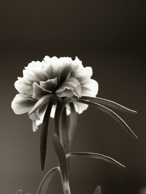 FLOR SOLITÁRIA