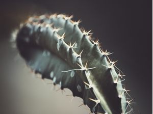 ESPINHOS CACTOS