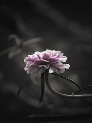 FLOR ROSA SOLITÁRIA