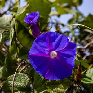 FLOR AZUL 2020 2