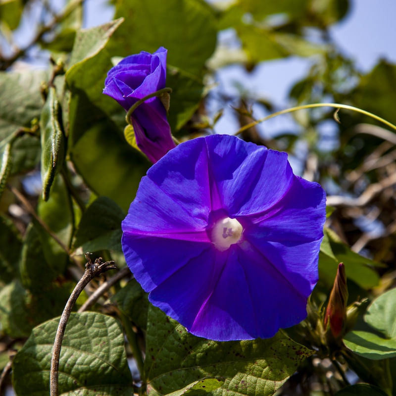 FLOR AZUL 2020 2