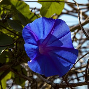 FLOR AZUL 2020 3