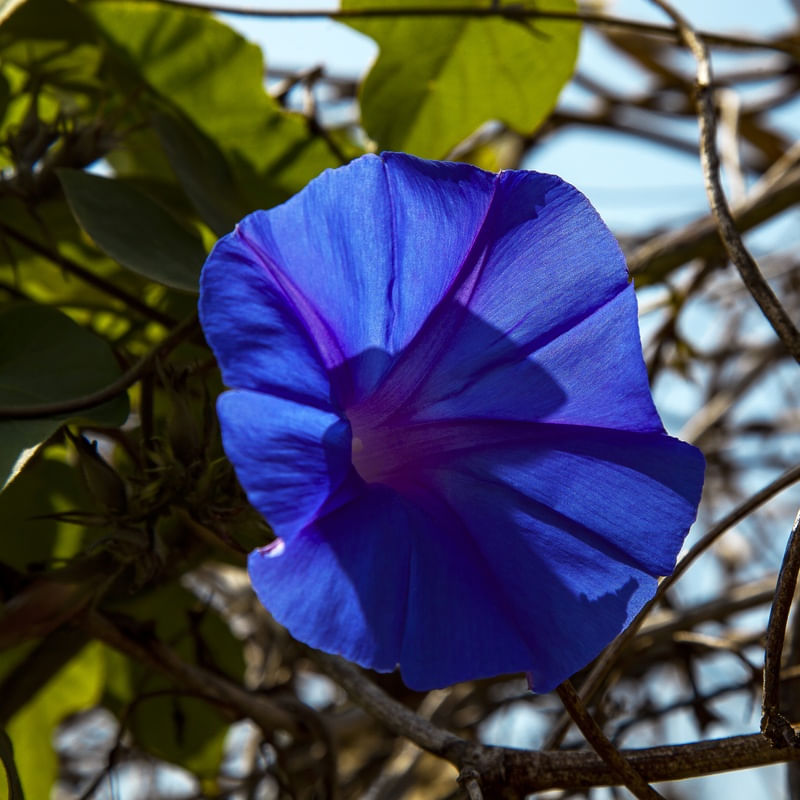 FLOR AZUL 2020 3