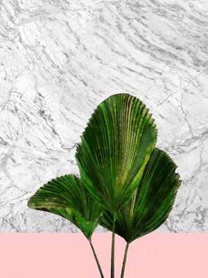 FAN PALM LEAVES ON WHITE MARBLE AND PINK WALL