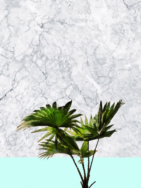 FAN PALM LEAVES ON WHITE MARBLE AND TEAL