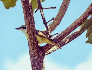 BEM-QUE-TE-VI