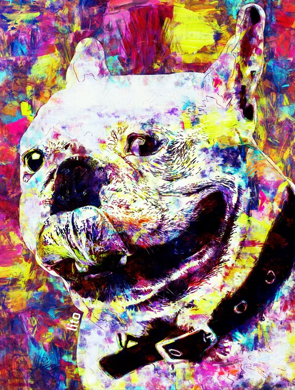 BULL DOG COLORS