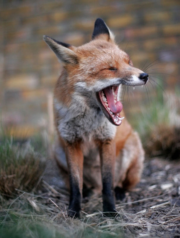 FOX 01