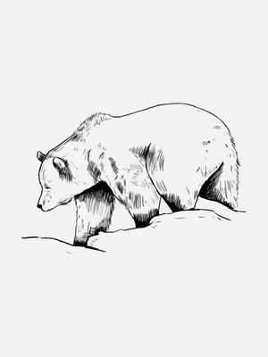 L'OURS
