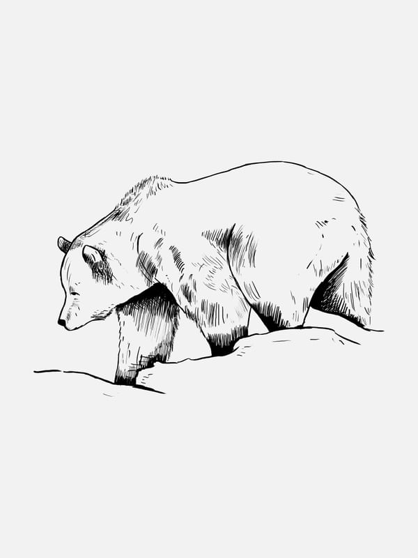 L'OURS