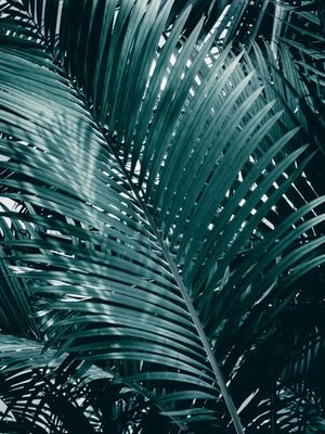 NATURE MOOD - BLUE FOREST