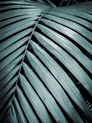 NATURE MOOD - BLUE FOREST II