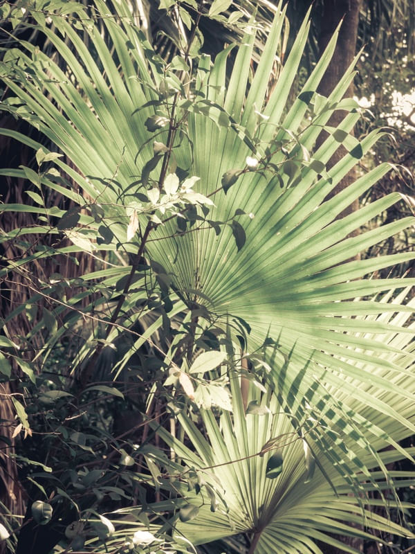 NATURE MOOD - GREEN FOREST