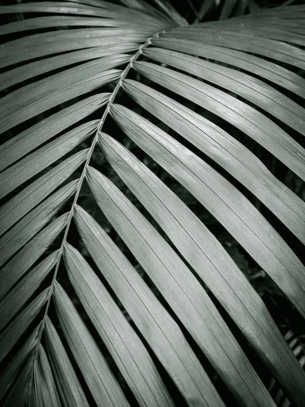 NATURE MOOD - FOLHA VERDE II