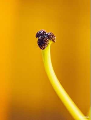 O CARPELO SOLITÁRIO DA FLOR DO LÍRIO