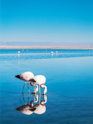 FLAMINGOS E O AZUL