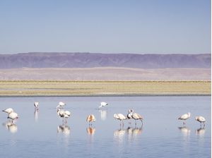 GRUPO DE FLAMINGOS