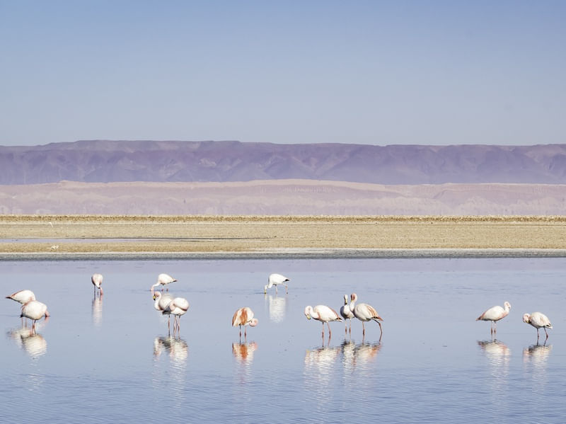 GRUPO DE FLAMINGOS