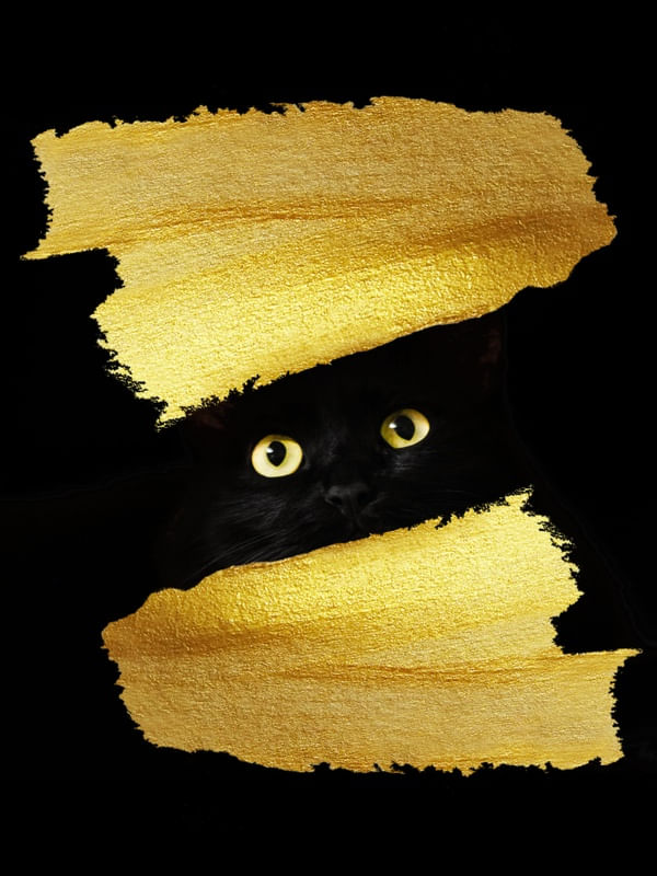 NEGRO GATO