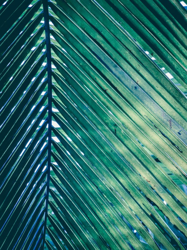 NATURE MOOD - FOLHA VERDE