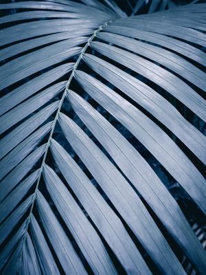 NATURE MOOD - FOLHA AZUL