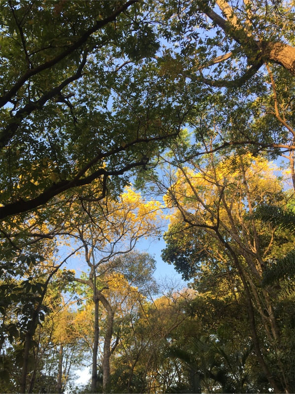 ÁRVORE EM PRIMAVERA