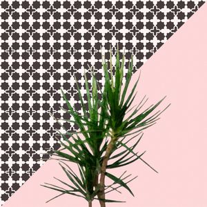 DRACAENA ON PINK AND GEOMETRIC TILES